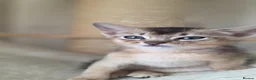 Abyssinian cats for sale: 💥Last TICA Registered Kitten Available💥! ❤️ - Advert 8
