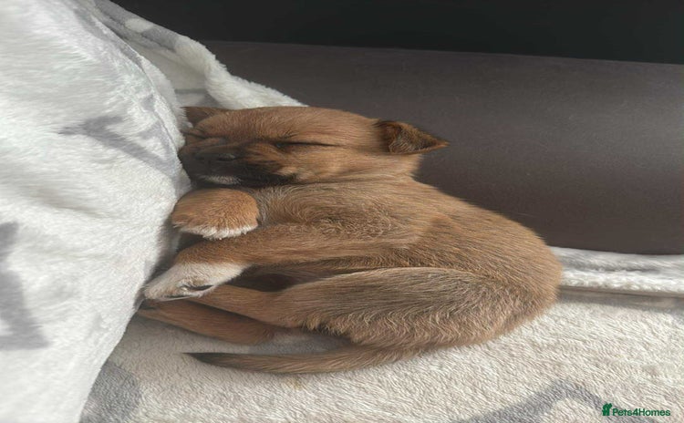 Mixed Breed dogs - Advert 2