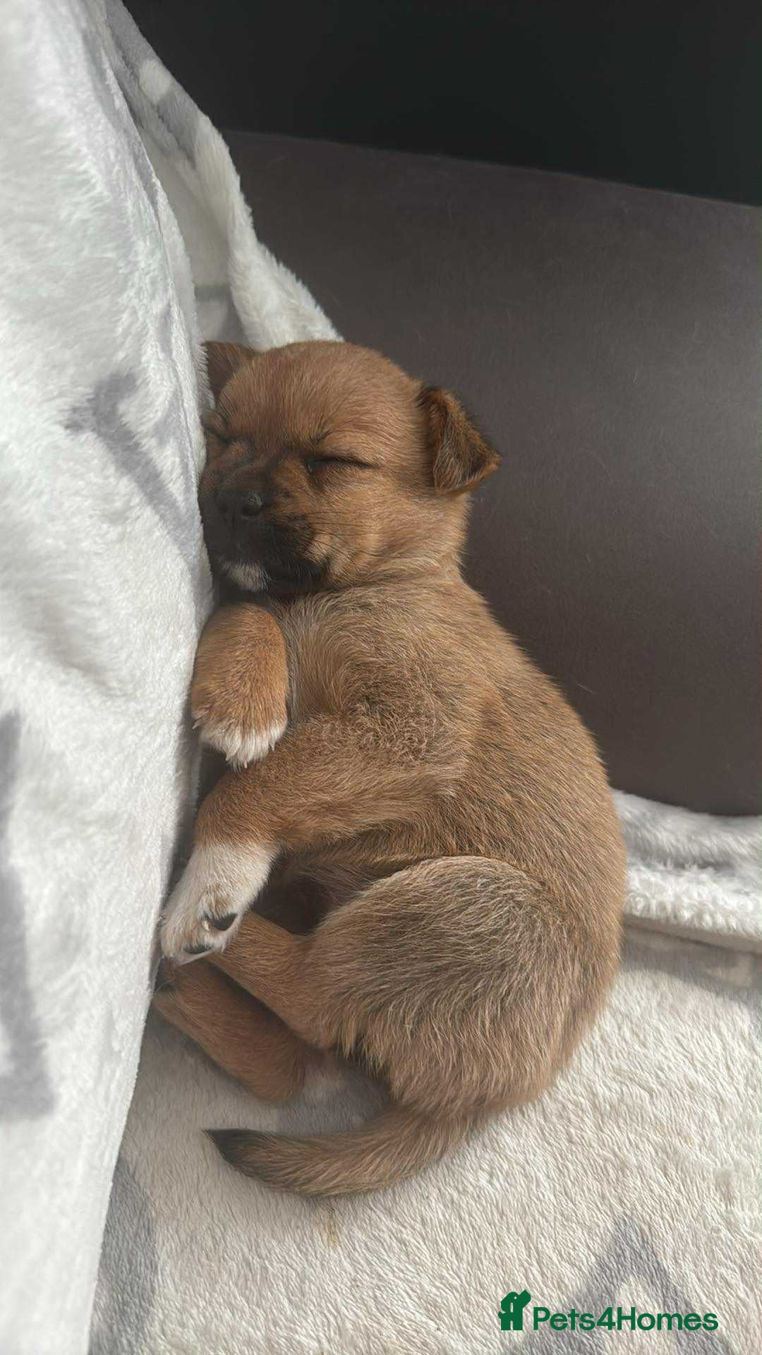 Mixed Breed dogs for sale: Special female puppy - Image 1