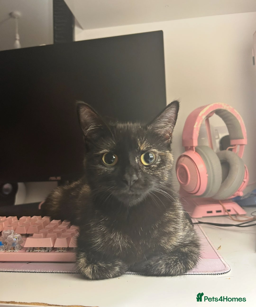 Mixed Breed cats for sale: Cute April Fools Kitty for Sale  - Advert 1