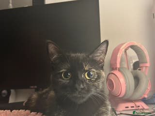 Mixed Breed cats **RESERVED** Cute April Fools Kitty for Sale - Advert 9