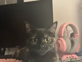 Mixed Breed cats **RESERVED** Cute April Fools Kitty for Sale - Advert 17