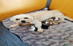 Shih Tzu dogs for stud: Handsome experienced KC registered stud dog in Cullompton - Image 3
