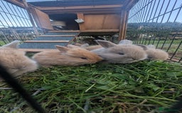 Mixed Breed rabbits for sale: Beautiful lion lop cross bunnies - Image 3