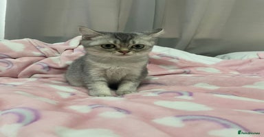 British Shorthair cats - Advert 8