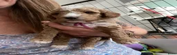Cockapoo dogs for sale: Stunning curly coated Toy Cockapoos  - Advert 9