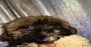 Shih Tzu dogs - Advert 9