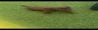 Patterdale Terrier 5