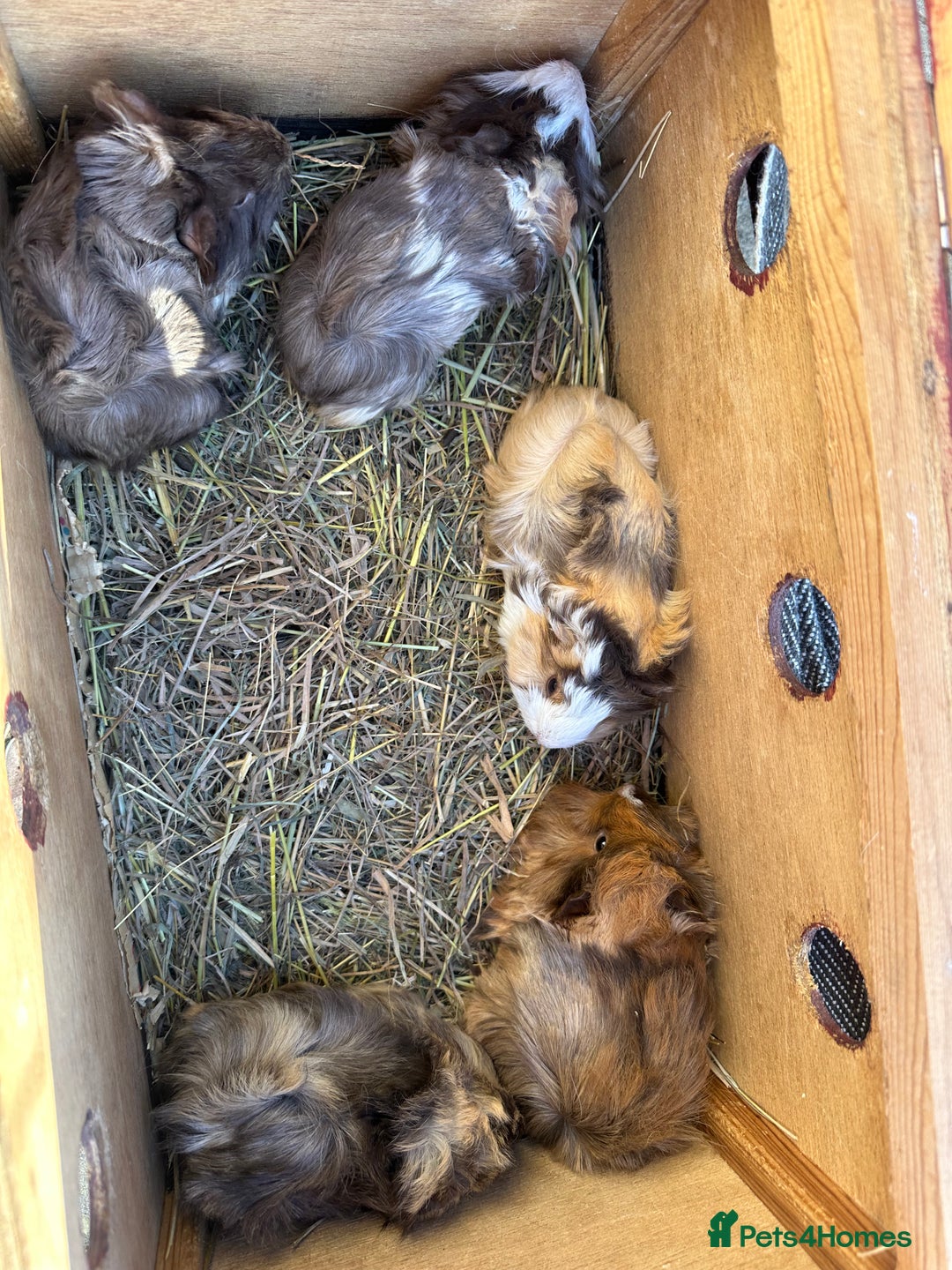Guinea Pig rodents for sale: 5 pretty female guinea pigs. - Advert 3