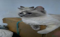 Ragdoll cats for sale:  loved Ragdoll kittens Full Breed - Image 2