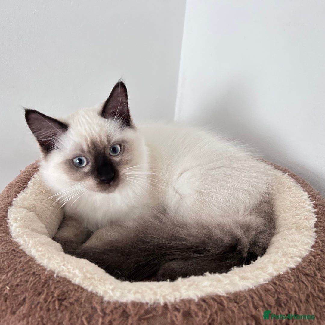 Ragdoll cats for sale: Beautiful Ragdoll kittens available  - Image 5