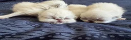 Exotic cats for sale: Colourpoint Exotic Shorthair Kittens  in Stoke-on-Trent - Advert 8
