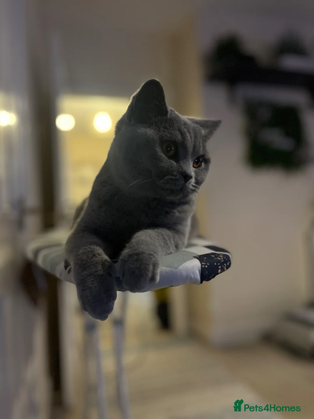 British Shorthair cats for sale: Beautiful Cobby British Blue Kittens 😍  - Advert 10