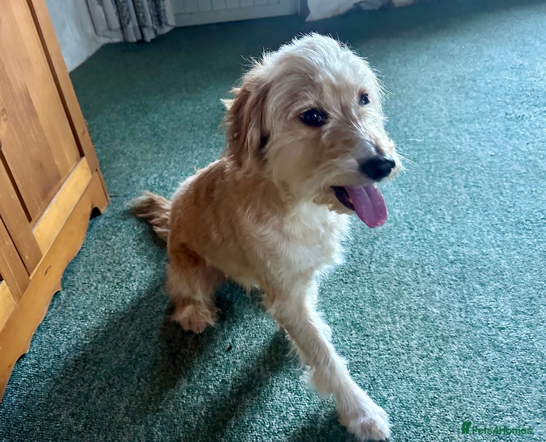 Cockapoo dogs for sale: 3 year old female Cockerpoo - Image 1