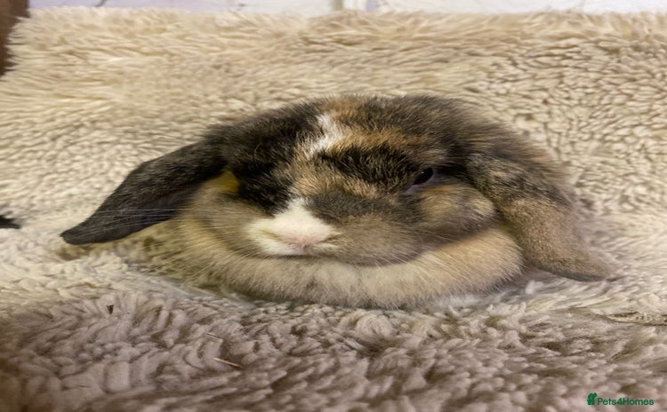 Mini Lop rabbits - Advert 16