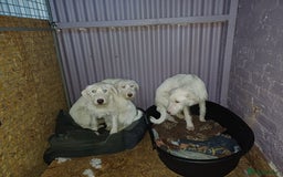 Mixed Breed dogs for adoption: LUNA - a Superb Girl for a Loving Home - Image 4