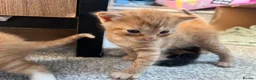 Mixed Breed cats for sale: 3 beautiful kittens  - Advert 4