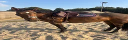 Connemara horses for sale: Safe pc pony / show or cracking alrounder - Advert 19