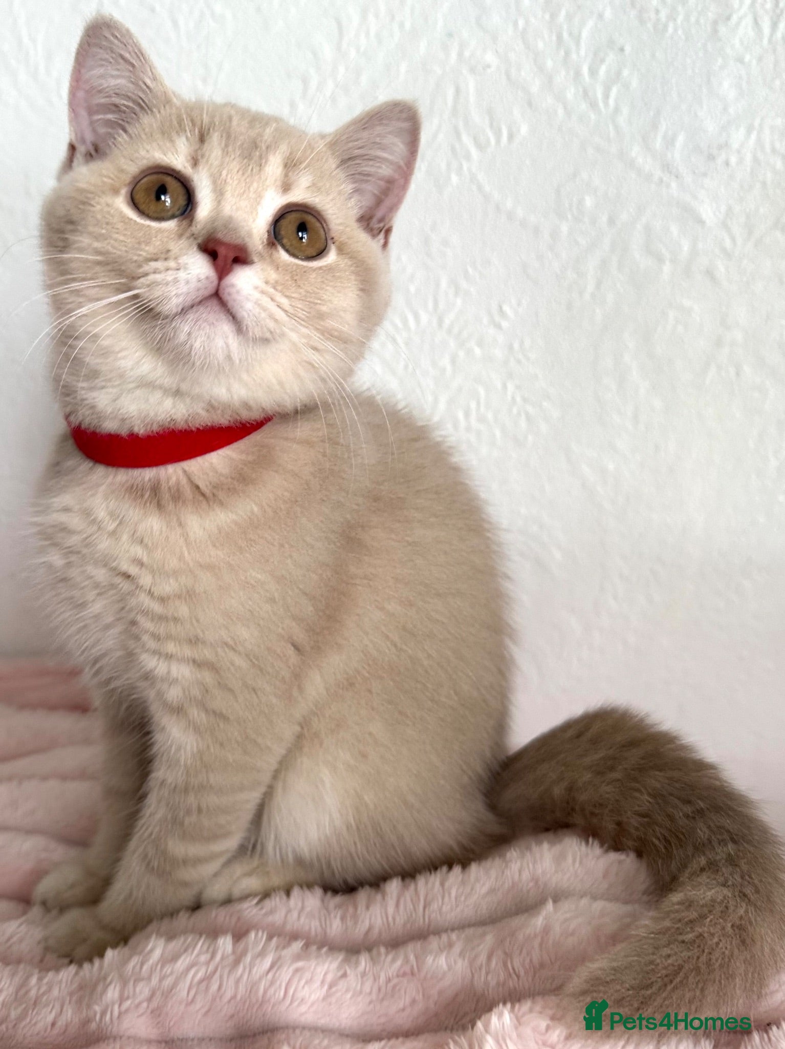 British Shorthair cats 👑 GCCF BSH Blue Golden Tipped Girl 👑 - Advert 2