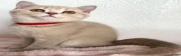 British Shorthair cats for sale: 👑 GCCF BSH Lilac Golden Tipped Girl 👑 - Advert 4