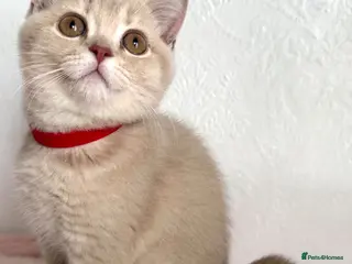 British Shorthair cats 👑 GCCF BSH Blue Golden Tipped Girl 👑 - Advert 2