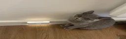 British Shorthair cats for sale: Pedigree British shorthair kittens  - Advert 3