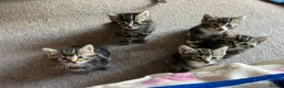 Mixed Breed cats for sale: Adorable Tabby Kittens – Home Raised & Cuddly - Advert 19