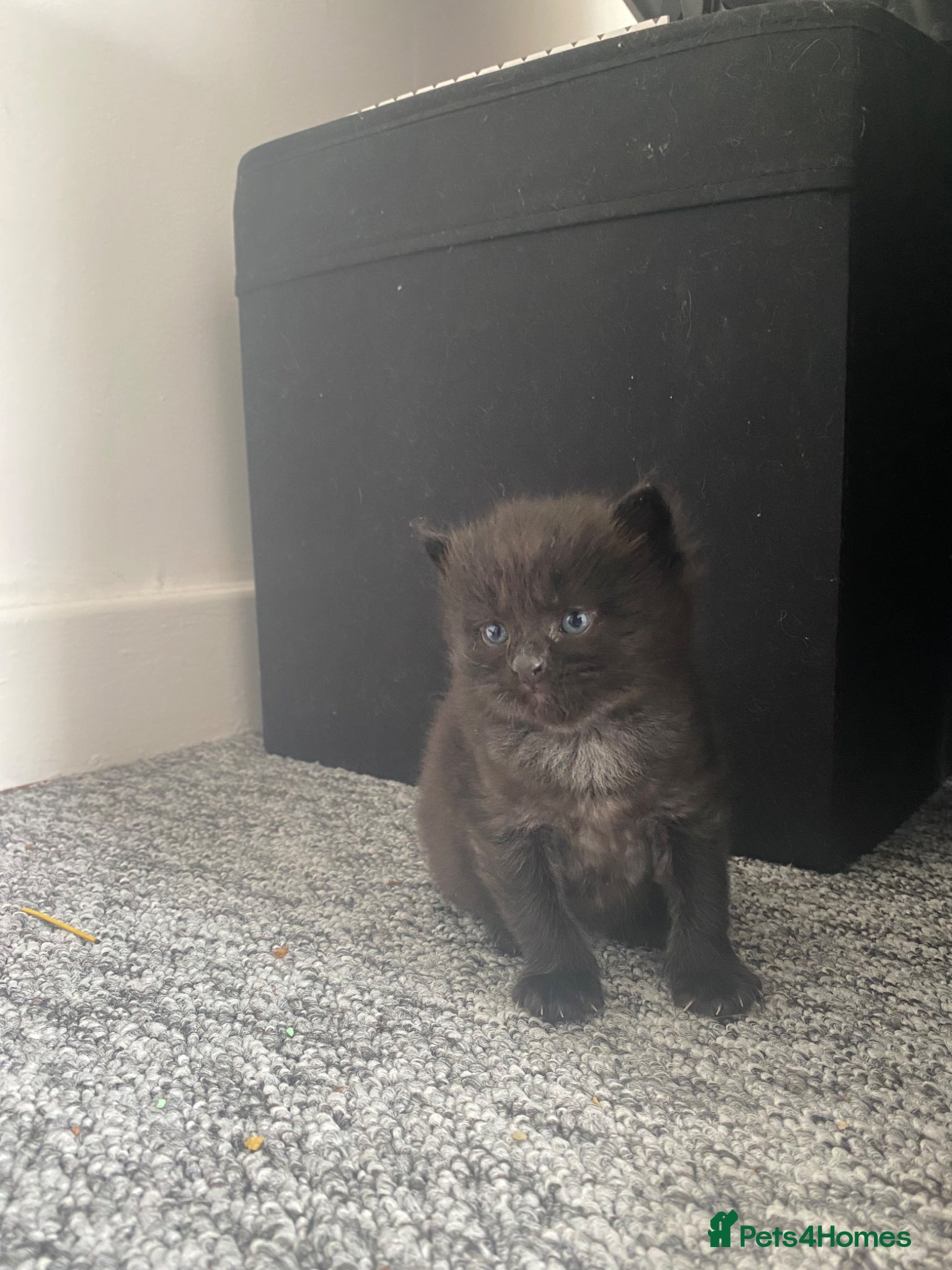 Mixed Breed cats Mum and 2 kittens  - Advert 4
