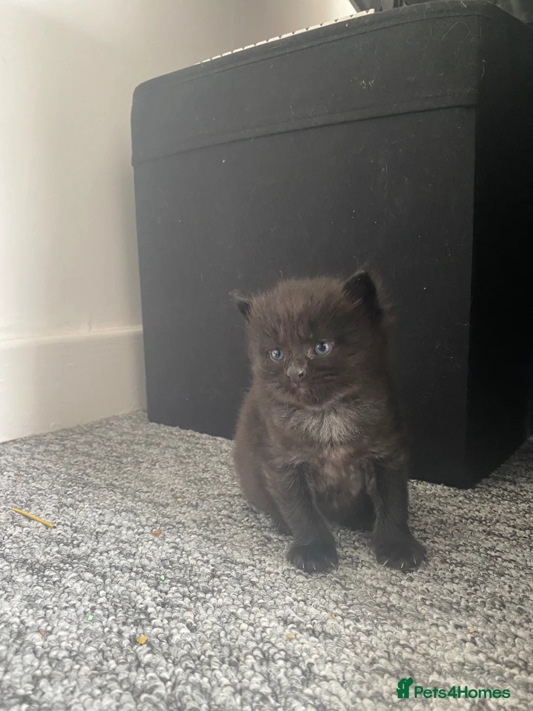 Mixed Breed cats for sale: Mum and 2 kittens  - Advert 1