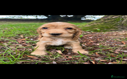 Cocker Spaniel dogs for sale: BEAUTIFUL KC SHOW TYPE COCKER SPANIELS  - Image 13