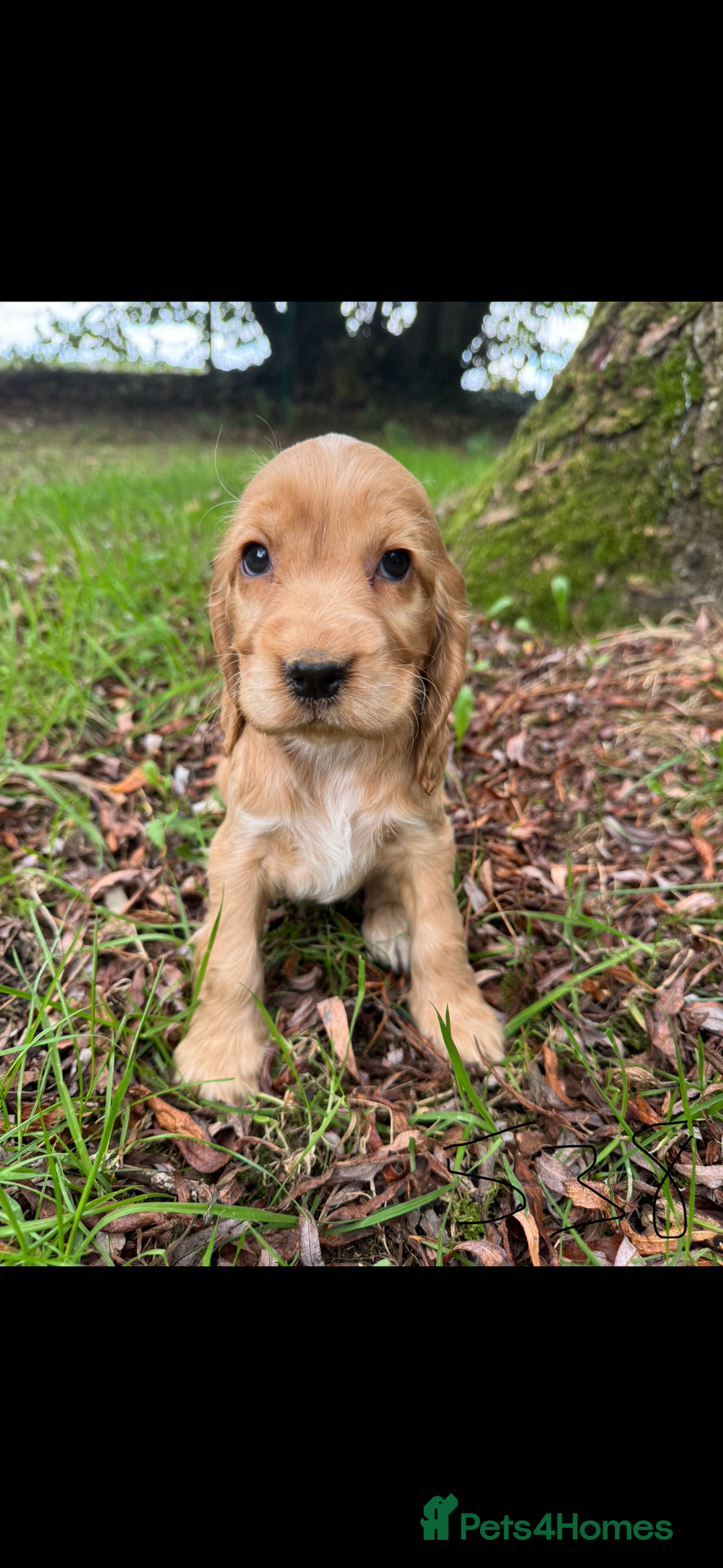 Cocker Spaniel dogs for sale: BEAUTIFUL KC SHOW TYPE COCKER SPANIELS  - Image 13