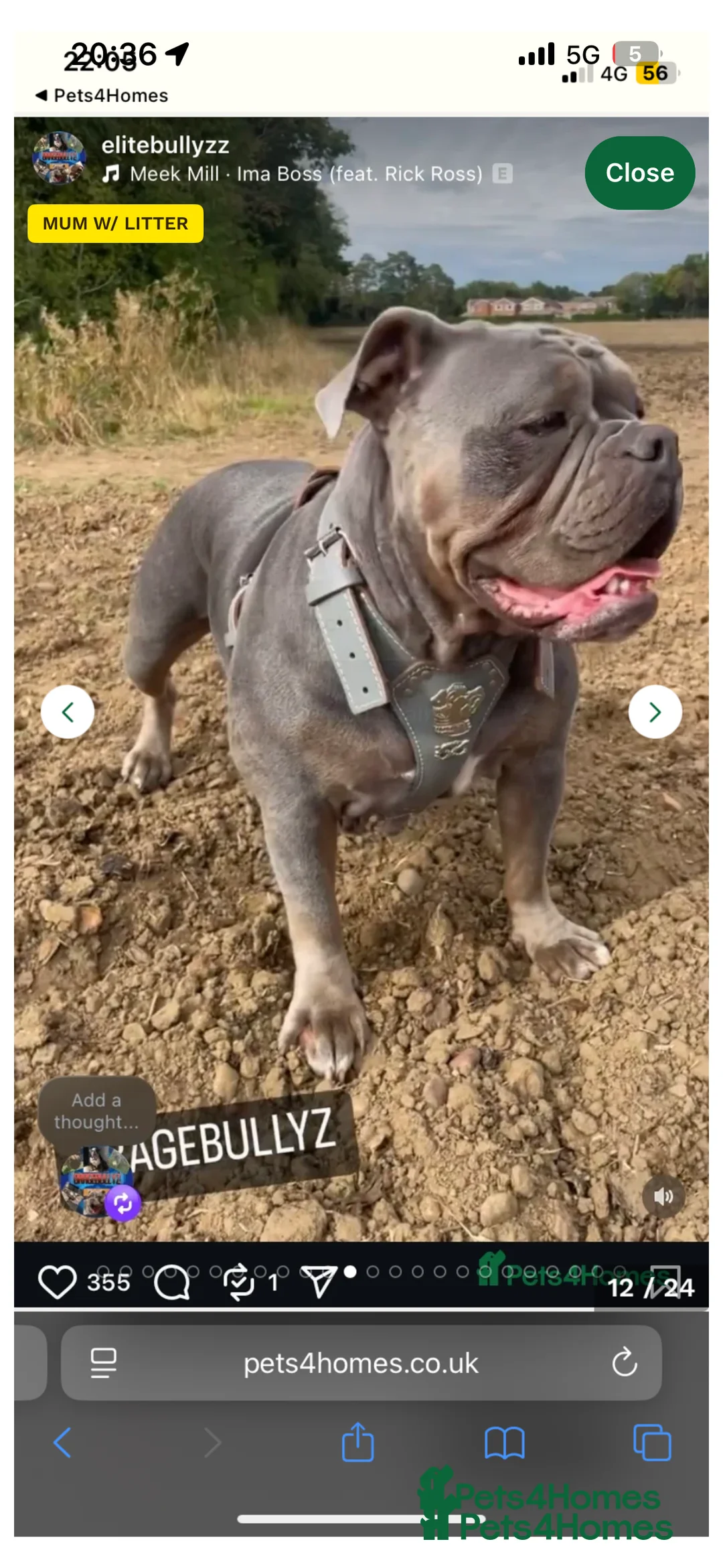 Old Tyme Bulldog dogs for sale: 12 week old beautiful old tyme English bulldog  - Advert 5