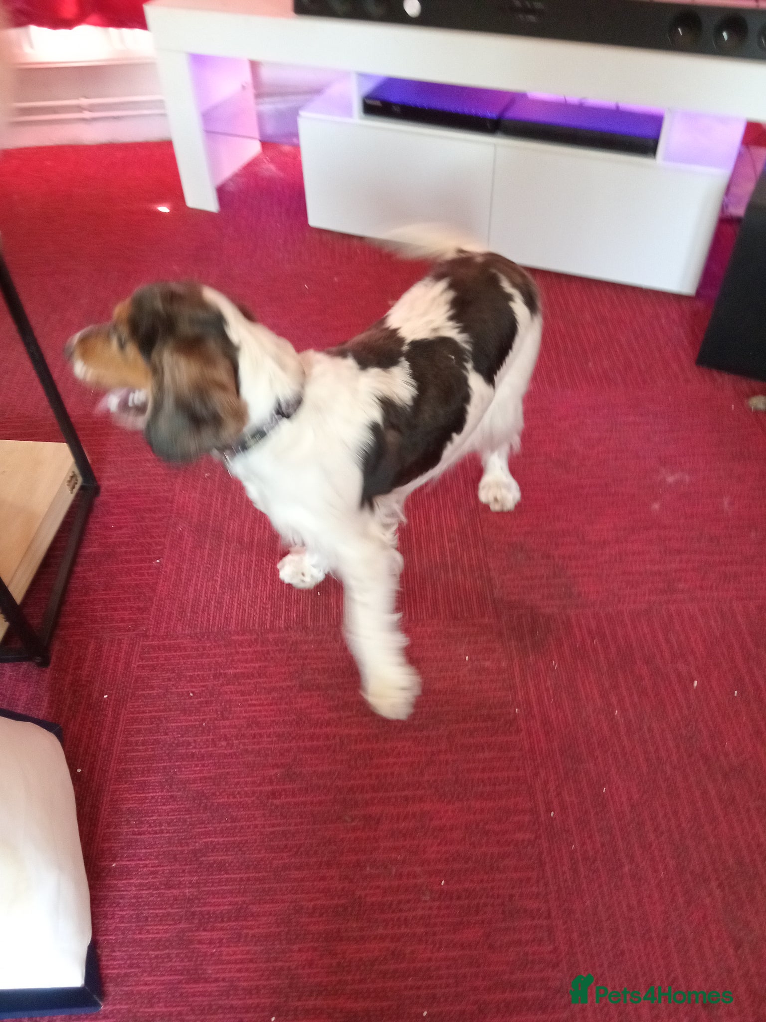 Cocker Spaniel dogs show type cocker spaniel boy  - Advert 5