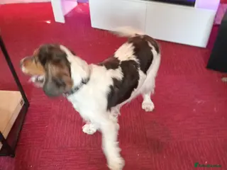 Cocker Spaniel dogs show type cocker spaniel boy - Advert 5