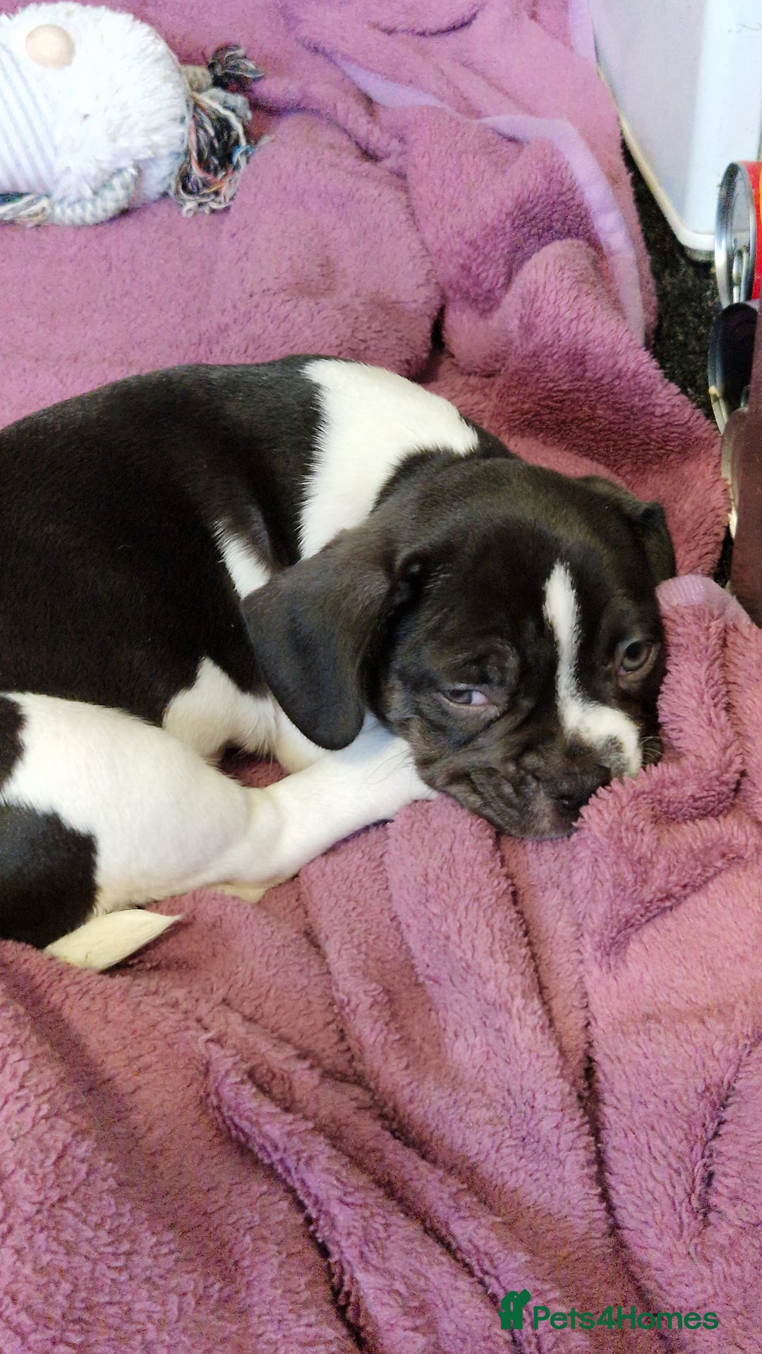 Mixed Breed dogs for sale: Fantastic 3/4 French bulldog and a 1/4 jack puppy - Image 29