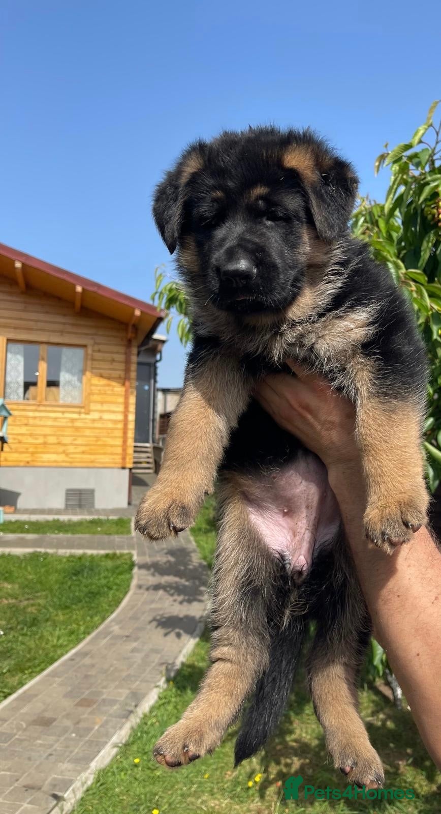 German Shepherd dogs Exceptional German Shepherd Puppies  - Advert 3