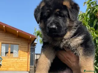 German Shepherd dogs Exceptional German Shepherd Puppies - Advert 2