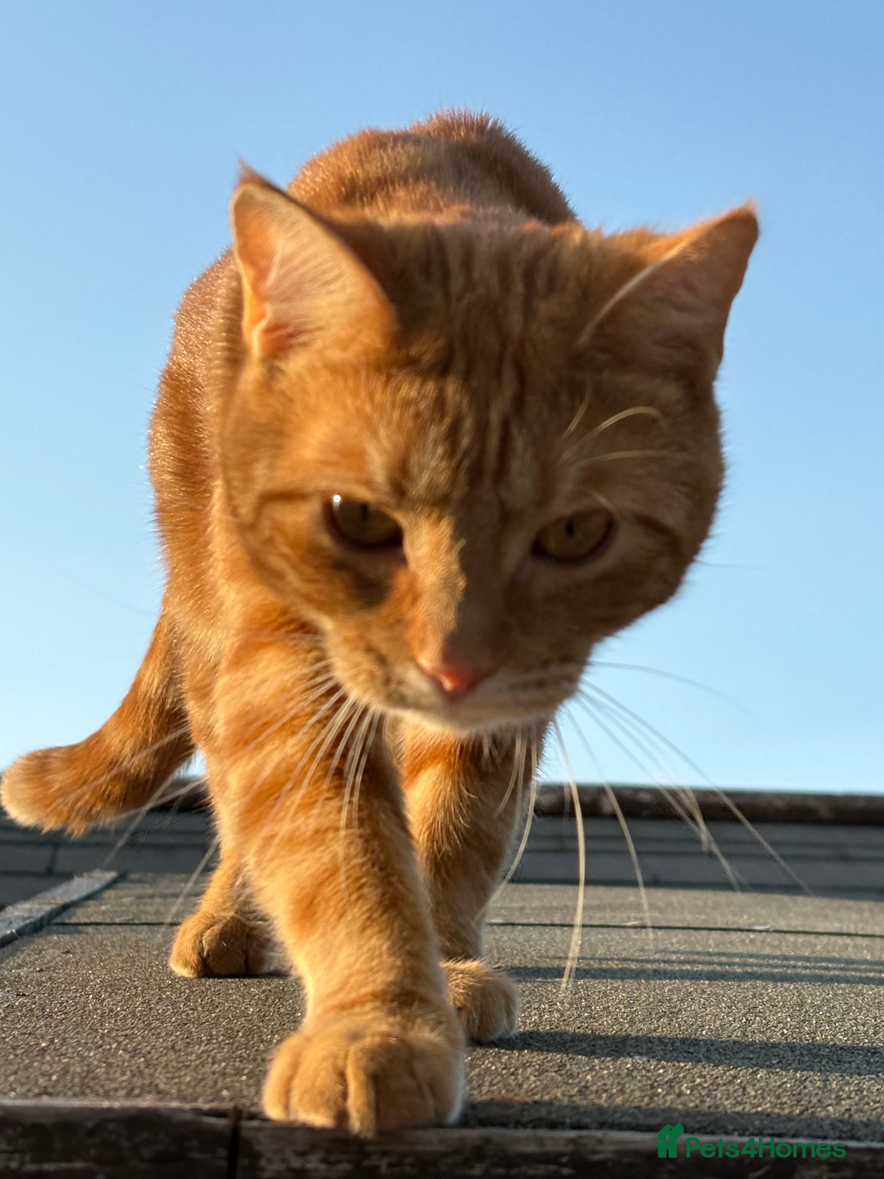 American Shorthair cats Ginger Tom  - Advert 1