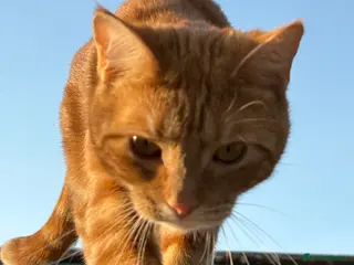 American Shorthair cats Ginger Tom - Advert 5