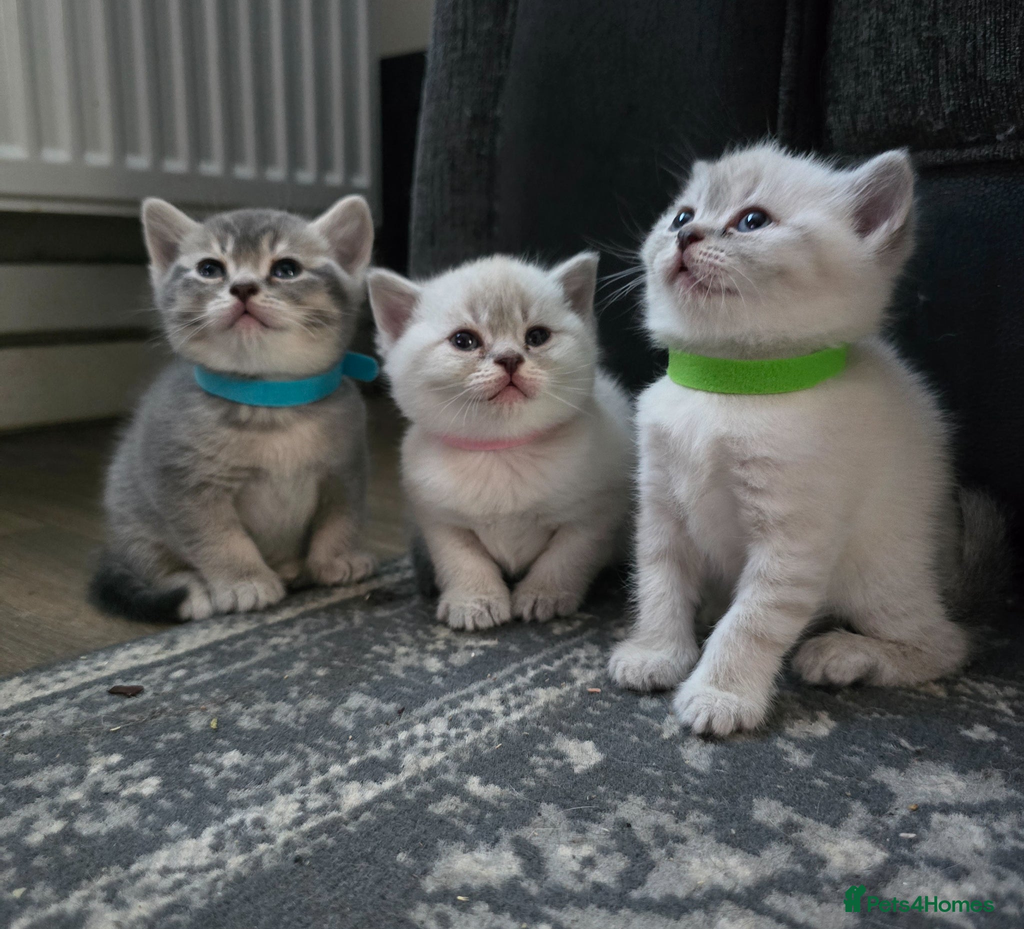 British Shorthair cats for sale: British shorthair x persian kittens  in Hull - Advert 5