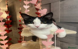 Ragdoll cats for sale: Family Cats - Image 1