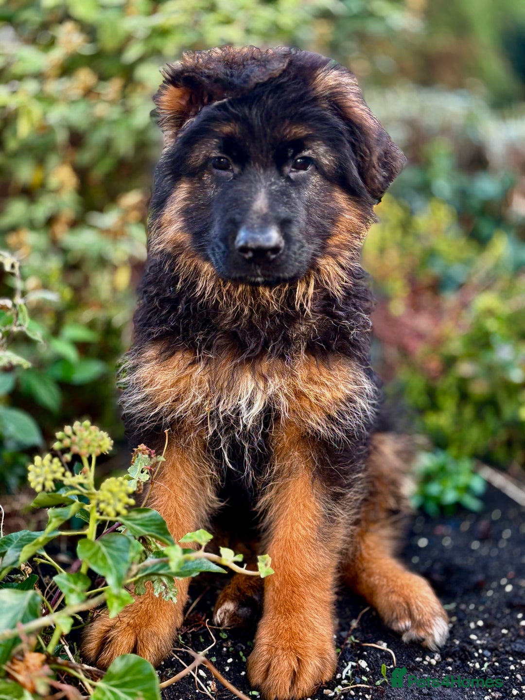 German Shepherd dogs for sale: Ready for new home. German Shepard 1 boy Left!!!  - Image 7
