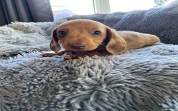Miniature Dachshund dogs for sale: Stunning Miniature dachshund puppies  - Image 17