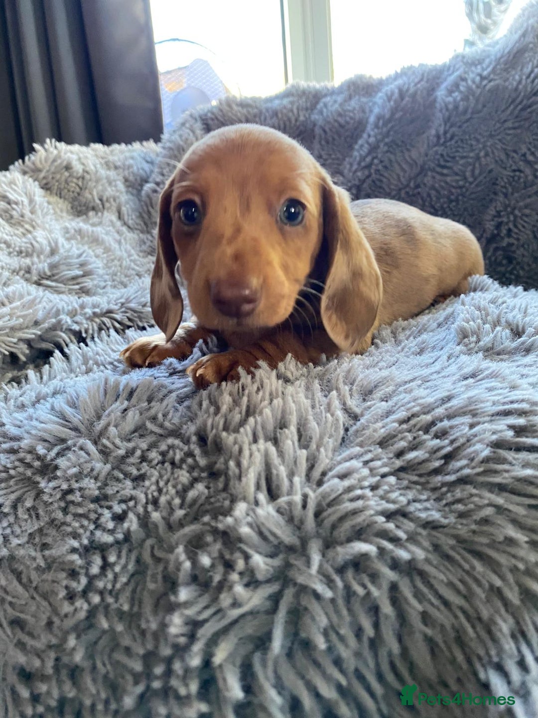 Miniature Dachshund dogs for sale: Stunning Miniature dachshund puppies  - Image 17
