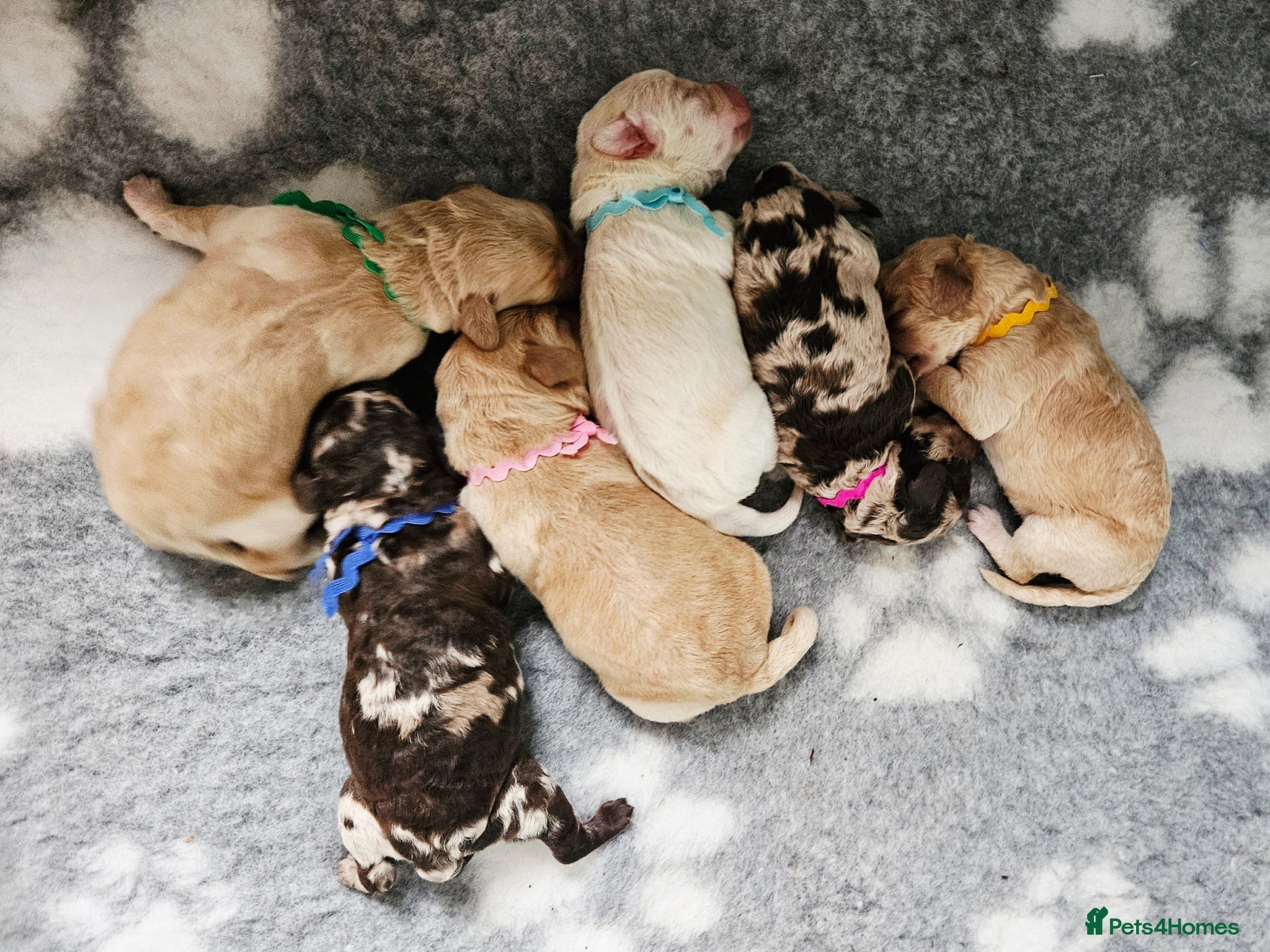 Labradoodle dogs 🌟🐶Gorgeous double doodles (F2) for sale🐶🌟 - Advert 1