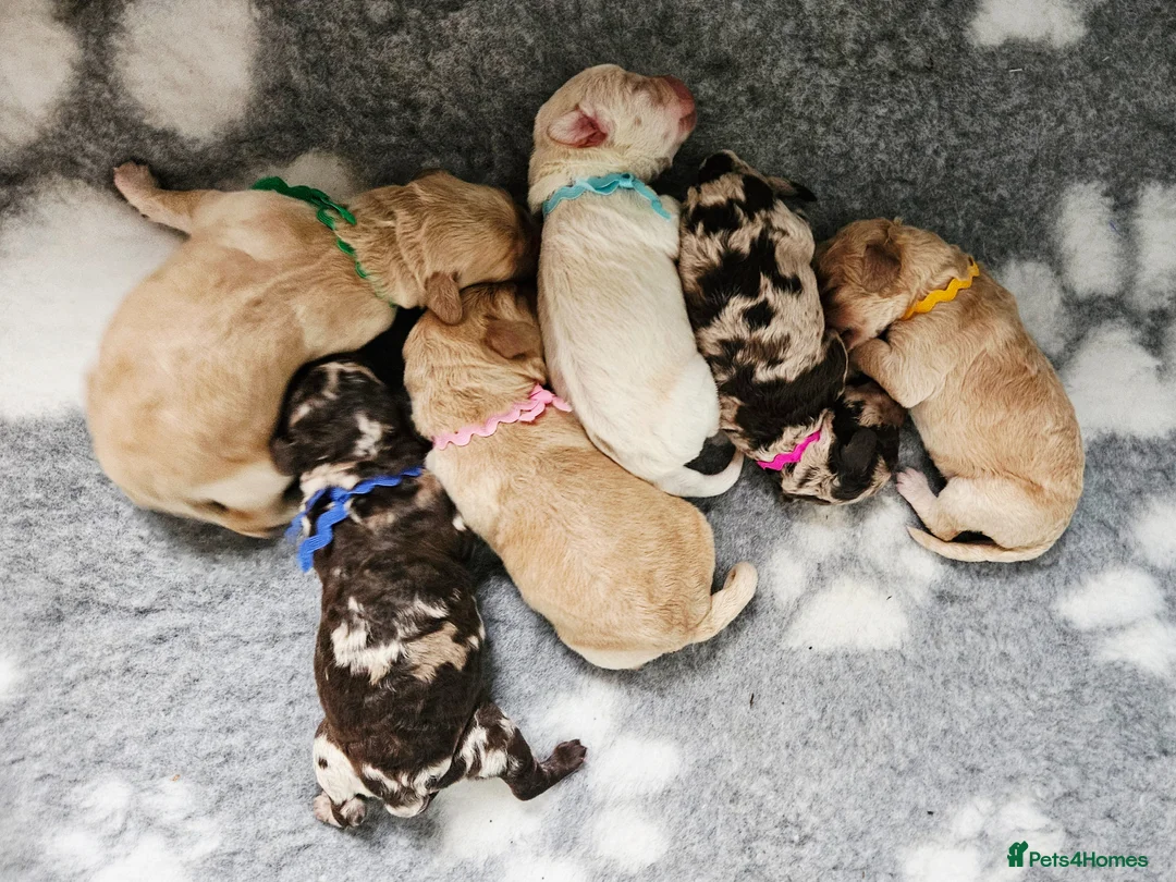 Labradoodle dogs for sale: 🌟🐶 Gorgeous miniature labradoodles F2 🐶🌟 - Advert 1