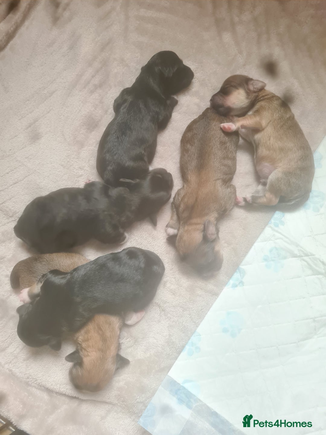 Maltipoo dogs for sale: MALTIPOO 🥰🥰 READY TO LEAVE  - Advert 25