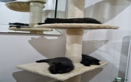 British Shorthair cats for sale: British short hair kitten  - Image 3