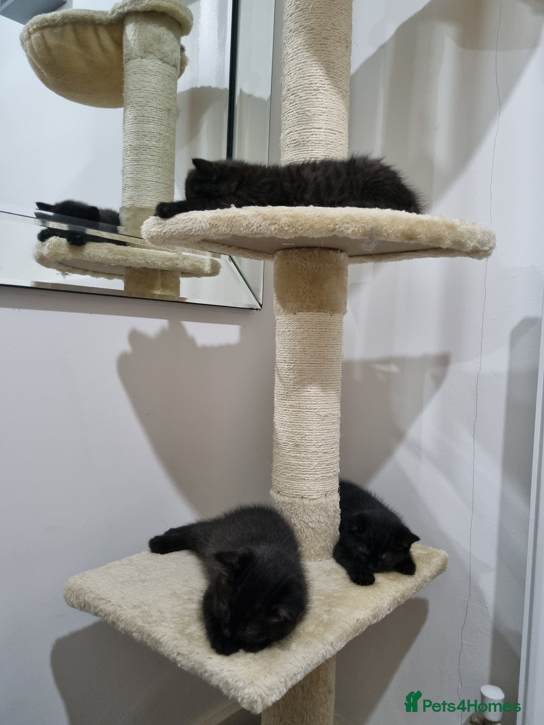 British Shorthair cats for sale: British short hair kitten  - Image 3