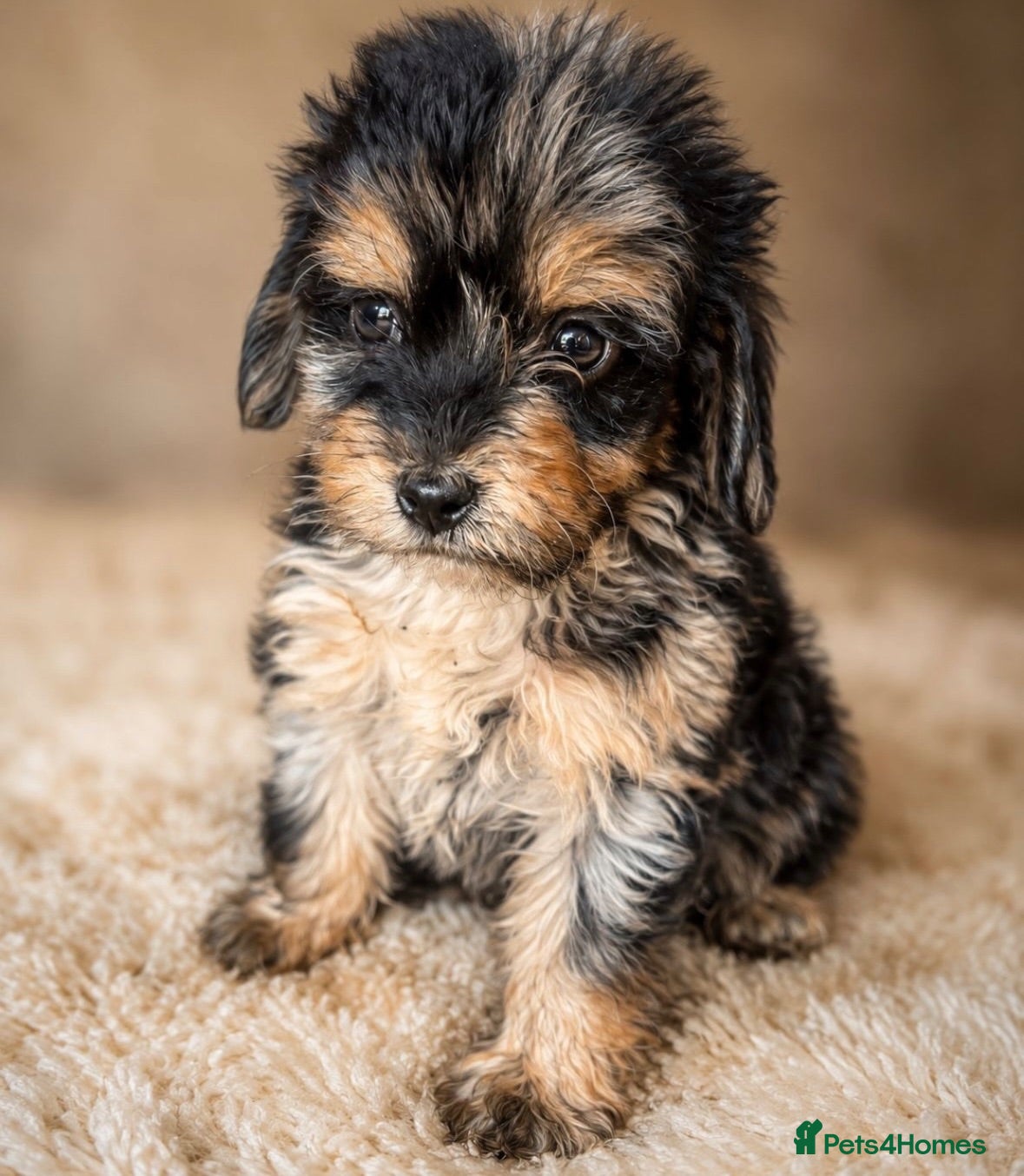 Cockapoo dogs Mixed litter Cockapoo Puppys ⭐️  - Advert 1